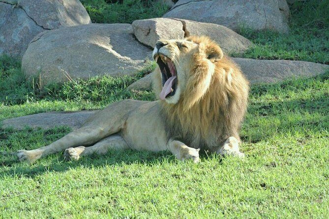 3 Days Luxury Safari - The Sum Up