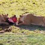 3 Days Maasai Mara Budget Group Safari - Day 2: Full Day of Wildlife Exploration
