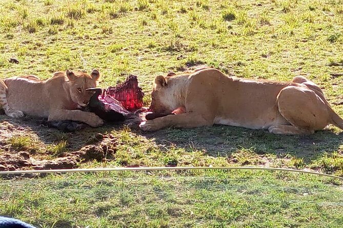 3 Days Maasai Mara Budget Group Safari - Day 2: Full Day of Wildlife Exploration