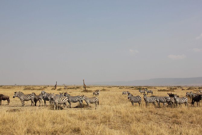 3 Days Maasai Mara Luxury Camping - Breakdown of the Itinerary: What Makes Each Day Special