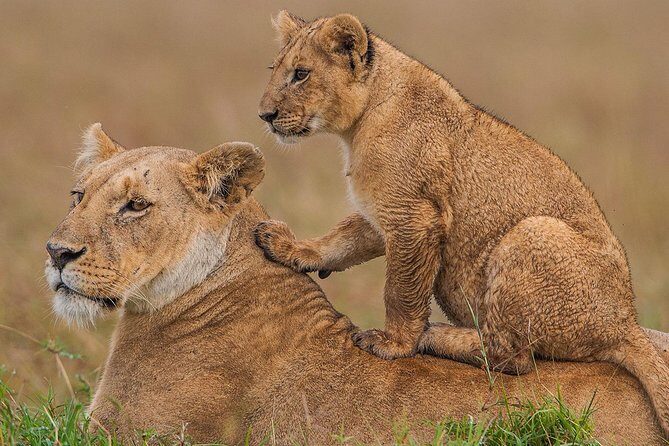 3 days Maasai Mara Luxury Safari - Practical Considerations