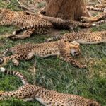 3 days maasai mara migration safari - What Travelers Say: Authentic Experiences & Highlights