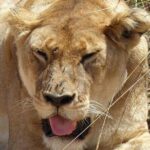 3 days Maasai Mara private Lodge safari at Keekorok from Nairobi - Practical Details and Considerations