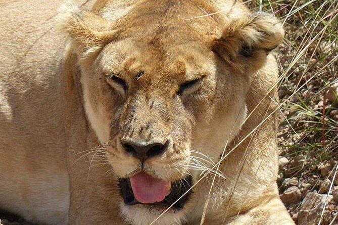 3 days Maasai Mara private Lodge safari at Keekorok from Nairobi - Practical Details and Considerations