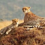 3 Days Mara Jambo Shared Safari Adventure - What Makes the Experience Stand Out?