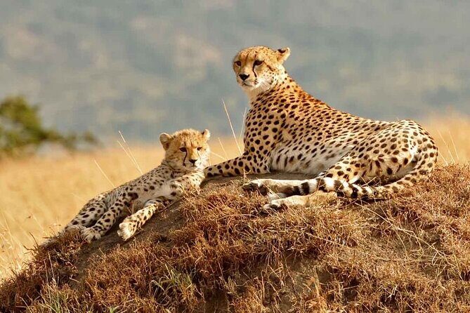 3 Days Mara Jambo Shared Safari Adventure - What Makes the Experience Stand Out?