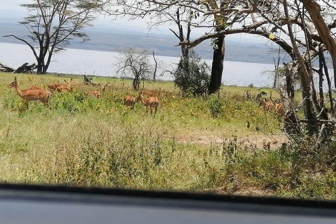 3 Days Masaai Mara budget safari - Authentic Experiences & Authenticity