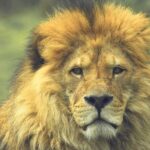 3 Days Masai Mara - The Itinerary in Detail