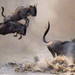 3 Days Masai Mara - The Practical Side: Transport, Accommodation, and Inclusions