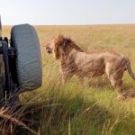 3 Days Masai Mara Budget Cruiser Shared Safari & Maasai Village - What Sets This Tour Apart?