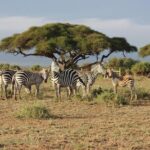 3 Days Masai Mara Group Joining Safari - Detailed Day-by-Day Breakdown