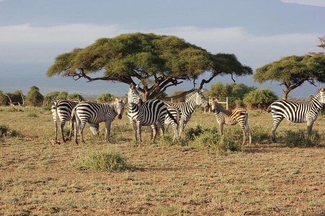 3 Days Masai Mara Group Joining Safari - Detailed Day-by-Day Breakdown