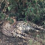3 Days Masai Mara Jeep Safari - Detailed Review of the 3 Days in Masai Mara