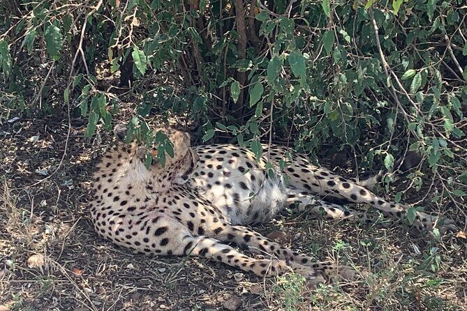 3 Days Masai Mara Jeep Safari - Detailed Review of the 3 Days in Masai Mara