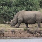3 Days Masai Mara Joining Tour - Transportation & Logistics: What to Know
