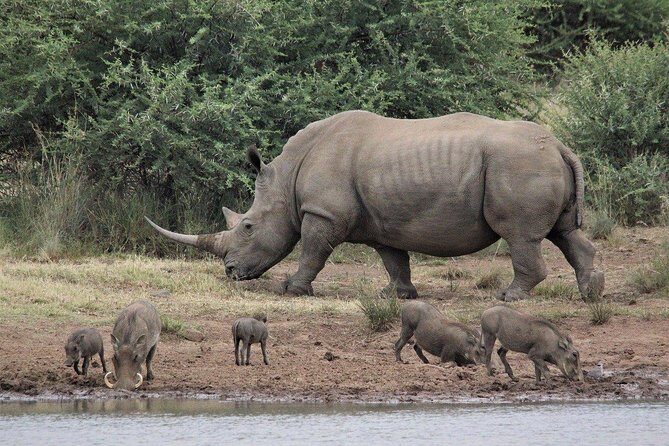 3 Days Masai Mara Joining Tour - Transportation & Logistics: What to Know