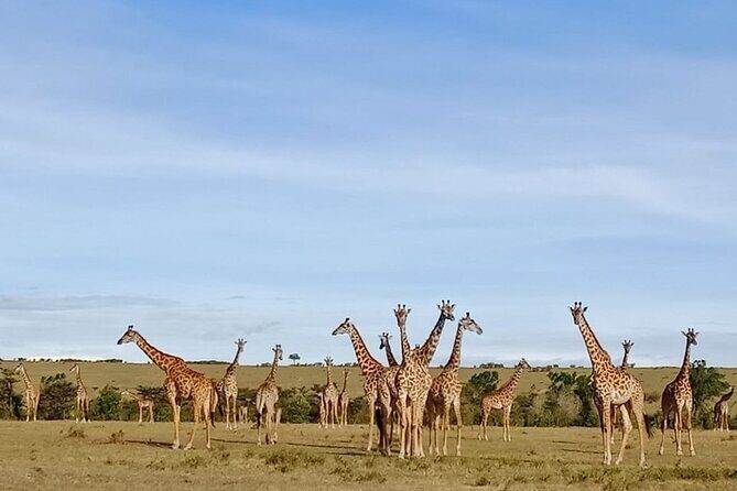 3 Days Masai Mara Kenya Big Five Private Safari - The Itinerary in Detail