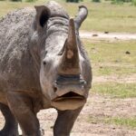 3 Days Masai Mara Luxury Safari - Who Should Consider This Safari?