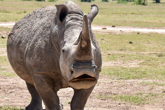 3 Days Masai Mara Luxury Safari - Who Should Consider This Safari?