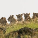 3 days Masai Mara on Private 4x4 Land Cruiser - The Itinerary in Detail