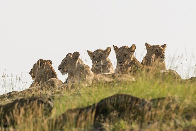 3 days Masai Mara on Private 4x4 Land Cruiser - The Itinerary in Detail