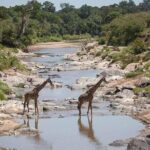 3 Days Masai Mara Private Safari at Sopa Lodge from Nairobi - Final Thoughts: Is This Safari Right for You?