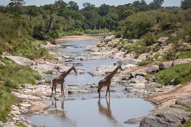 3 Days Masai Mara Private Safari at Sopa Lodge from Nairobi - Final Thoughts: Is This Safari Right for You?