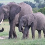 3 days masai mara safari from Nairobi - Transport and Comfort