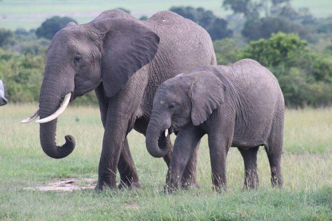 3 days masai mara safari from Nairobi - Transport and Comfort