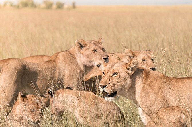 3 Days Masai Mara Wildebeest migration Budget safari - In-Depth Look at the Itinerary