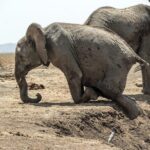3 Days Masai Mara Wildlife private safari - Mid range budget - Practical Tips for Travelers