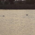 3 Days Mikumi National Park From Zanzibar or Dar es salaam - What Makes This Tour Stand Out