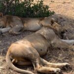 3 Days Mikumi National Park Private Tour - What We Love About This Tour