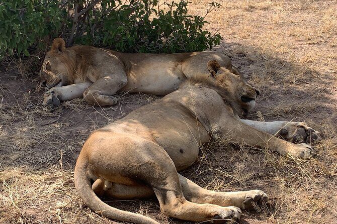3 Days Mikumi National Park Private Tour - What We Love About This Tour