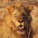 3 Days Mombasa, Taita Hills and Ngutuni Sanctuary Wildlife Safari - Who Would Love This Tour?