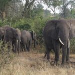 3 Days Murchison Falls Holiday Safari - Authenticity & Guide Experience