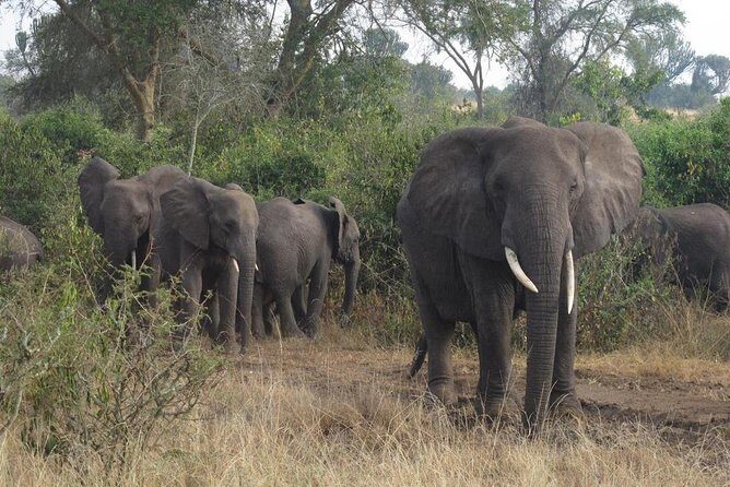 3 Days Murchison Falls Holiday Safari - Authenticity & Guide Experience