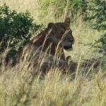 3 Days Murchison falls park Uganda - An In-Depth Look at the 3-Day Safari Experience