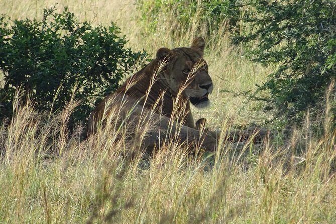 3 Days Murchison falls park Uganda - An In-Depth Look at the 3-Day Safari Experience