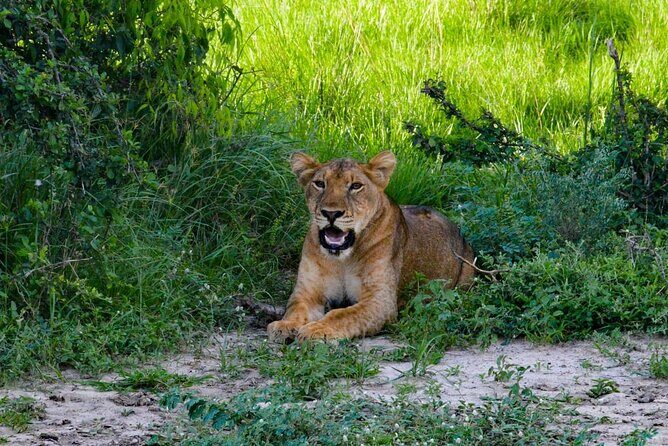 3 days Murchison falls safari - Key Points