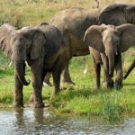 3 Days Murchison Falls Wildlife Safari - What to Expect from the Itinerary