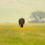 3 Days Northern Tanzania Adventure Camping Safari - Practical Aspects of the Tour