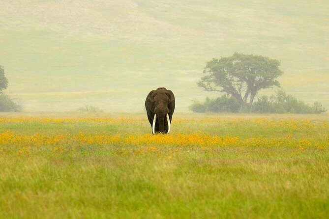 3 Days Northern Tanzania Adventure Camping Safari - Practical Aspects of the Tour