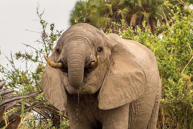 3 Days Nyerere National Park Safari (Selous Game Reserve) - What’s Included and What to Keep in Mind