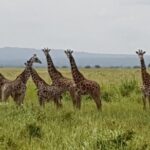 3 Days Nyerere NP [Selous GR] Game, Walking and Boat - Practical Tips and Insights