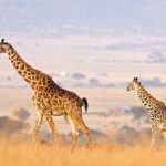 3 Days of Camping Bliss in Serengeti and Ngorongoro Crater - Vehicle, Guides, and Camping Experience