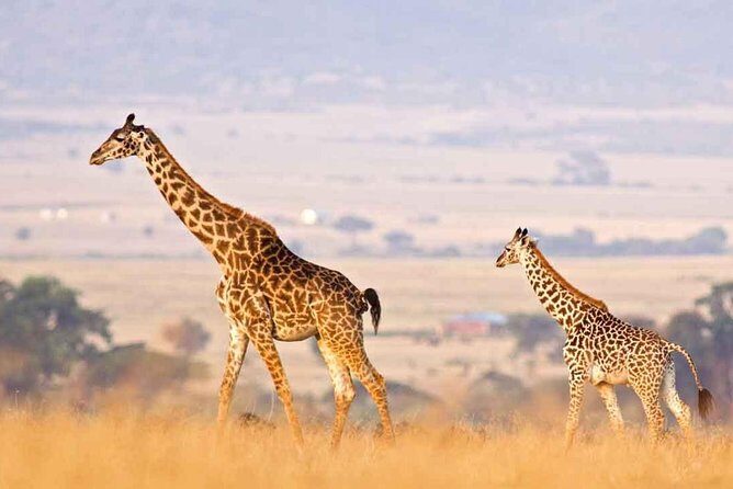 3 Days of Camping Bliss in Serengeti and Ngorongoro Crater - Vehicle, Guides, and Camping Experience