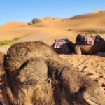 3 Days Priavte Desert Tour From Marrakech To Merzouga &Camel Trek - What This Tour Means for You