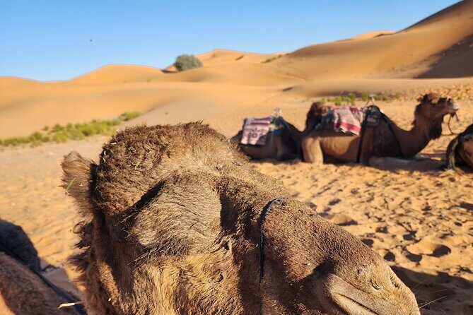 3 Days Priavte Desert Tour From Marrakech To Merzouga &Camel Trek - What This Tour Means for You