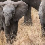 3 Days Private Budget Safari to Tarangire and Ngorongoro Crater - Transportation and Logistics